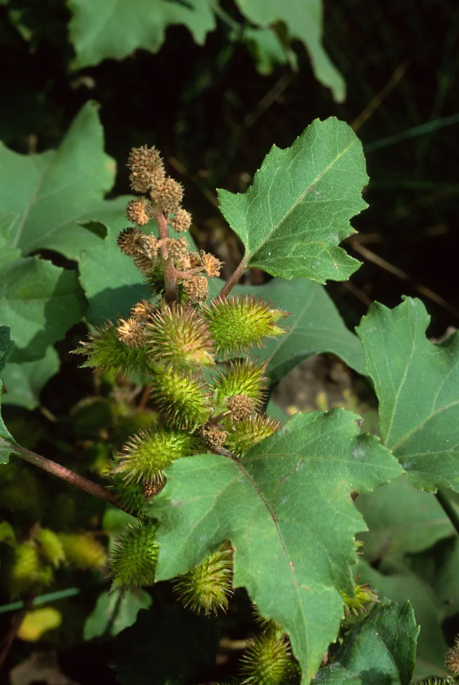 Xanthium strumarium, Cherry Cove, Santa Catalina Island