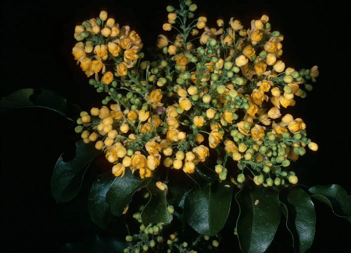 Mahonia pinnata insularis (=berberidis), Santa Barbara Botanic Garden