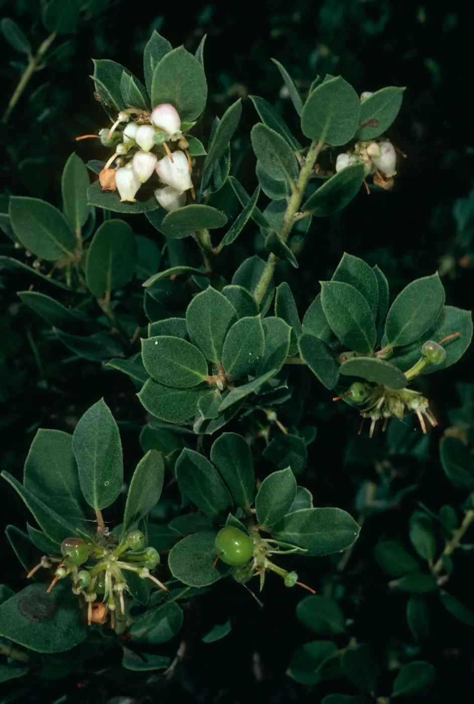 Arctostaphylos morroensis, Santa Barbara Botanic Garden