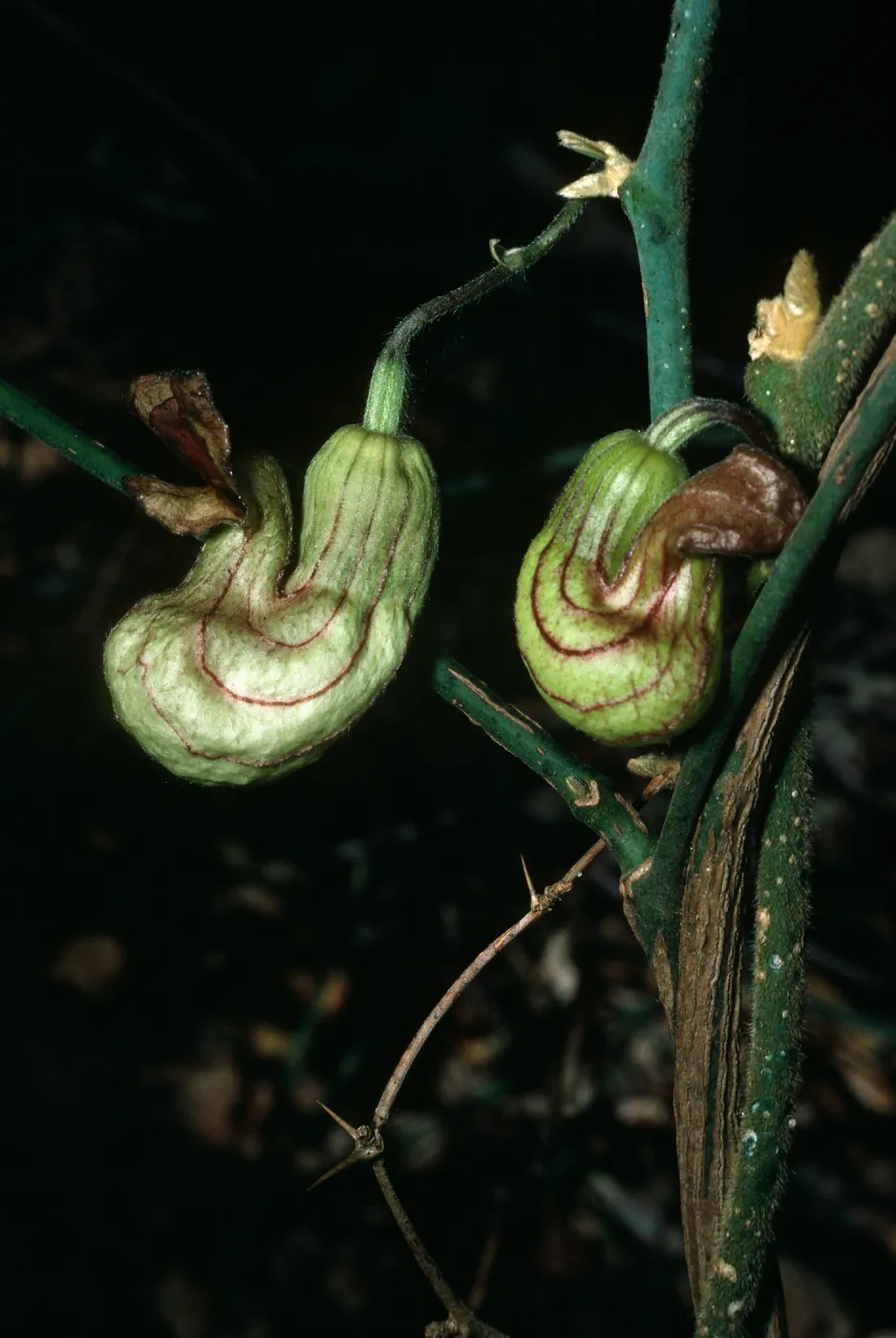 Aristolochia californica, Santa Barbara Botanic Garden, Campbell Trail