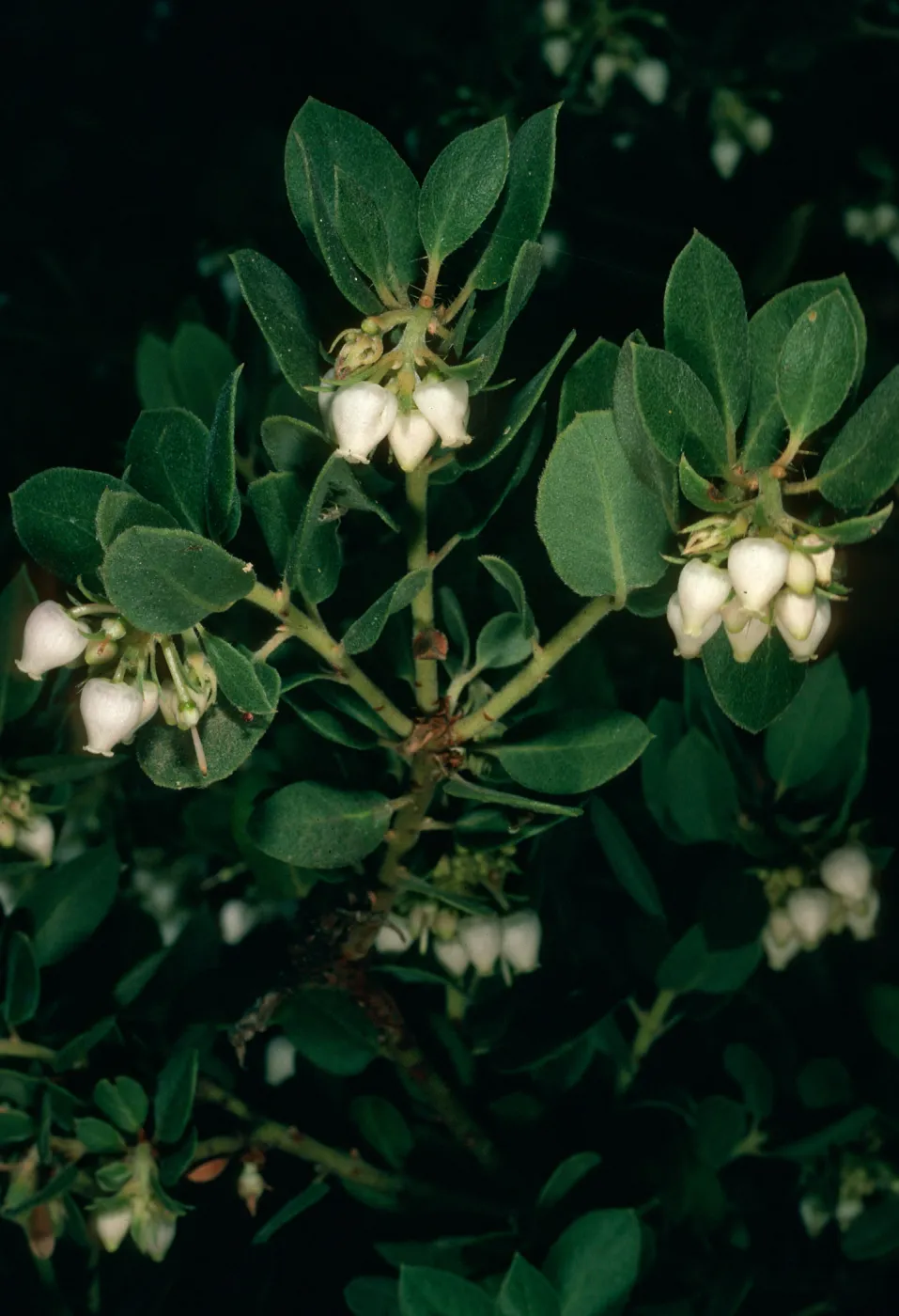 Arctostaphylos morroensis, Santa Barbara Botanic Garden, by Jim Blakleys House