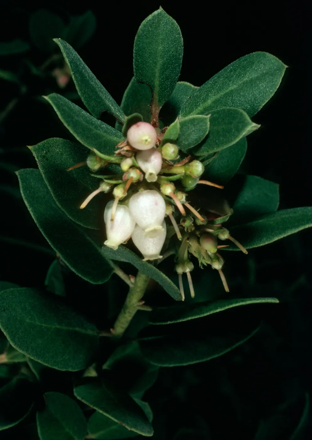 Arctostaphylos morroensis, Santa Barbara Botanic Garden