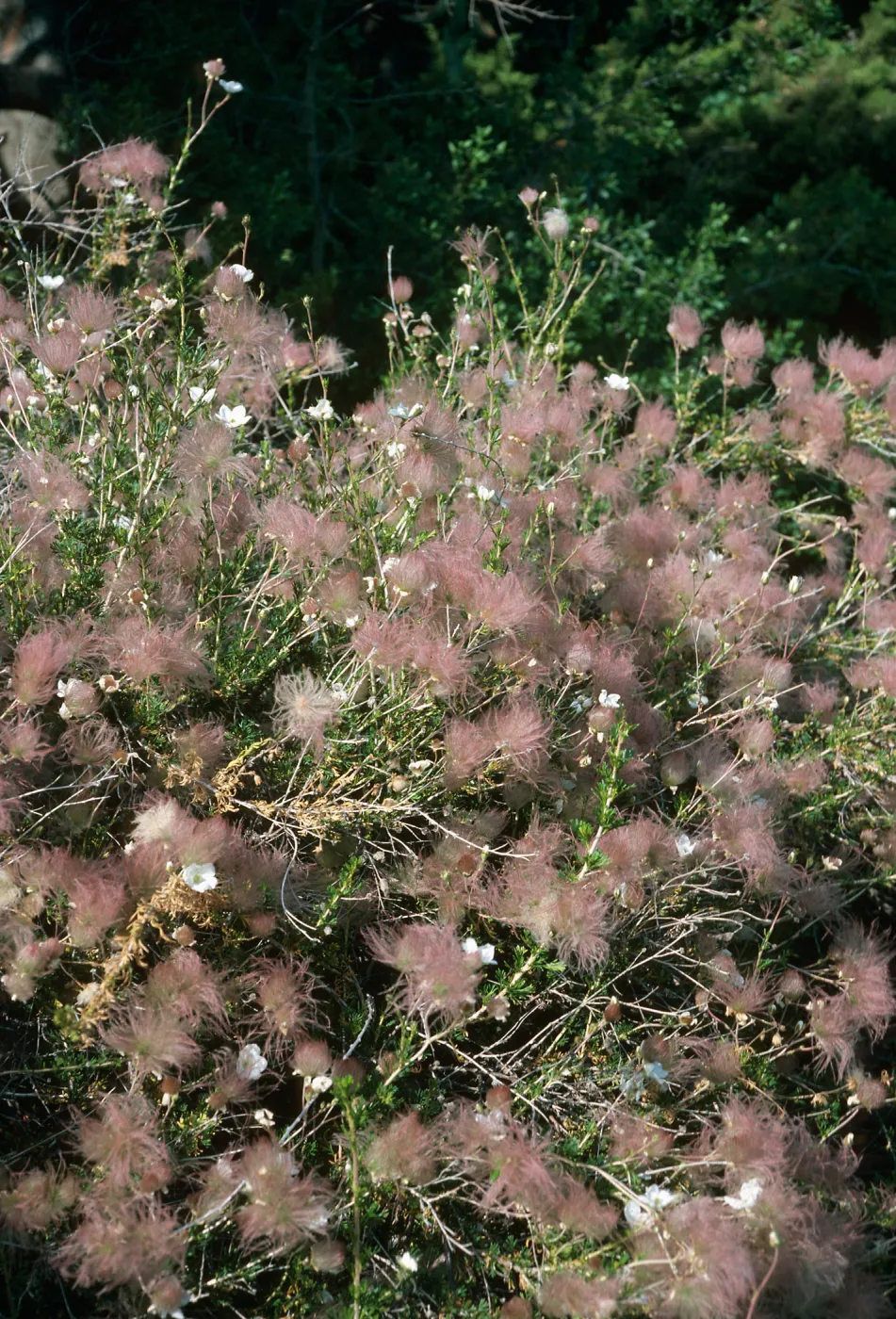 Fallugia paradoxa, SBBG, Desert Section