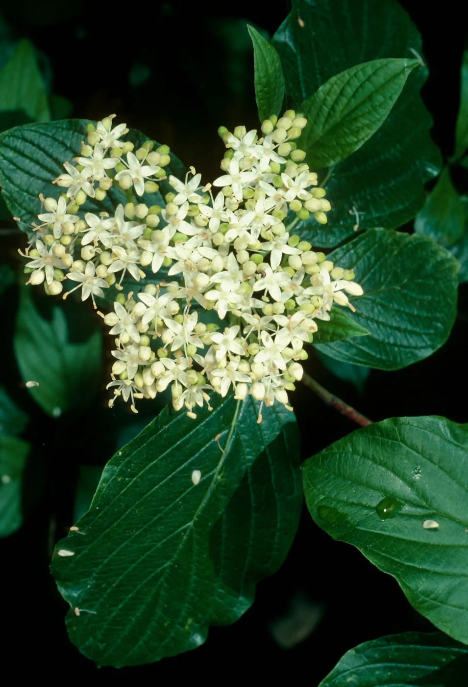 Thalictrum polycarpum, SBBG