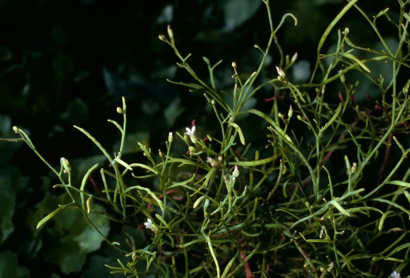 Sibara filifolia, SBBG