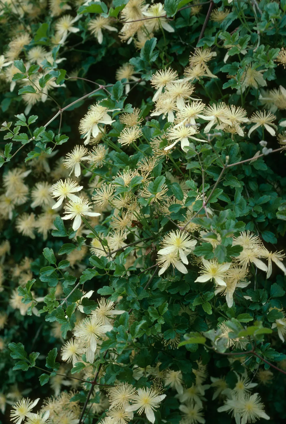 Clematis lasiantha, SBBG, Horticulture Unit