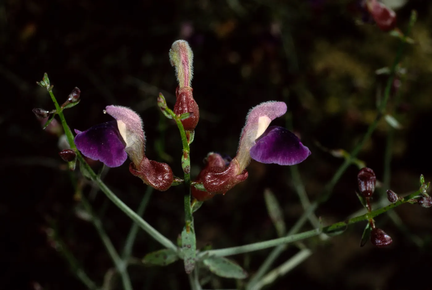 Salazaria mexicana, SBBG