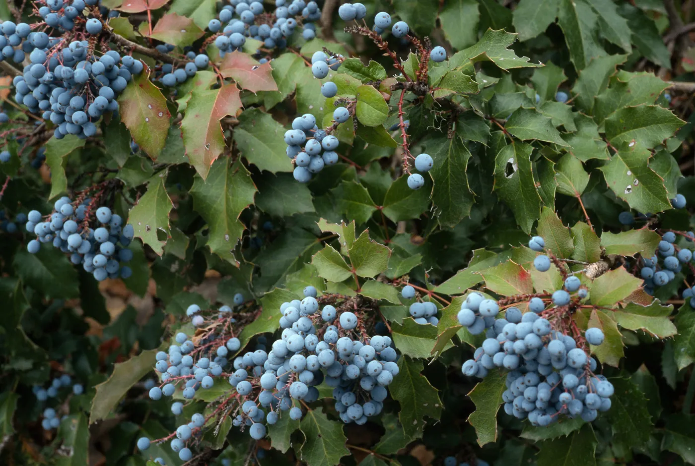 Mahonia pinnata, SBBG, Arroyo Section