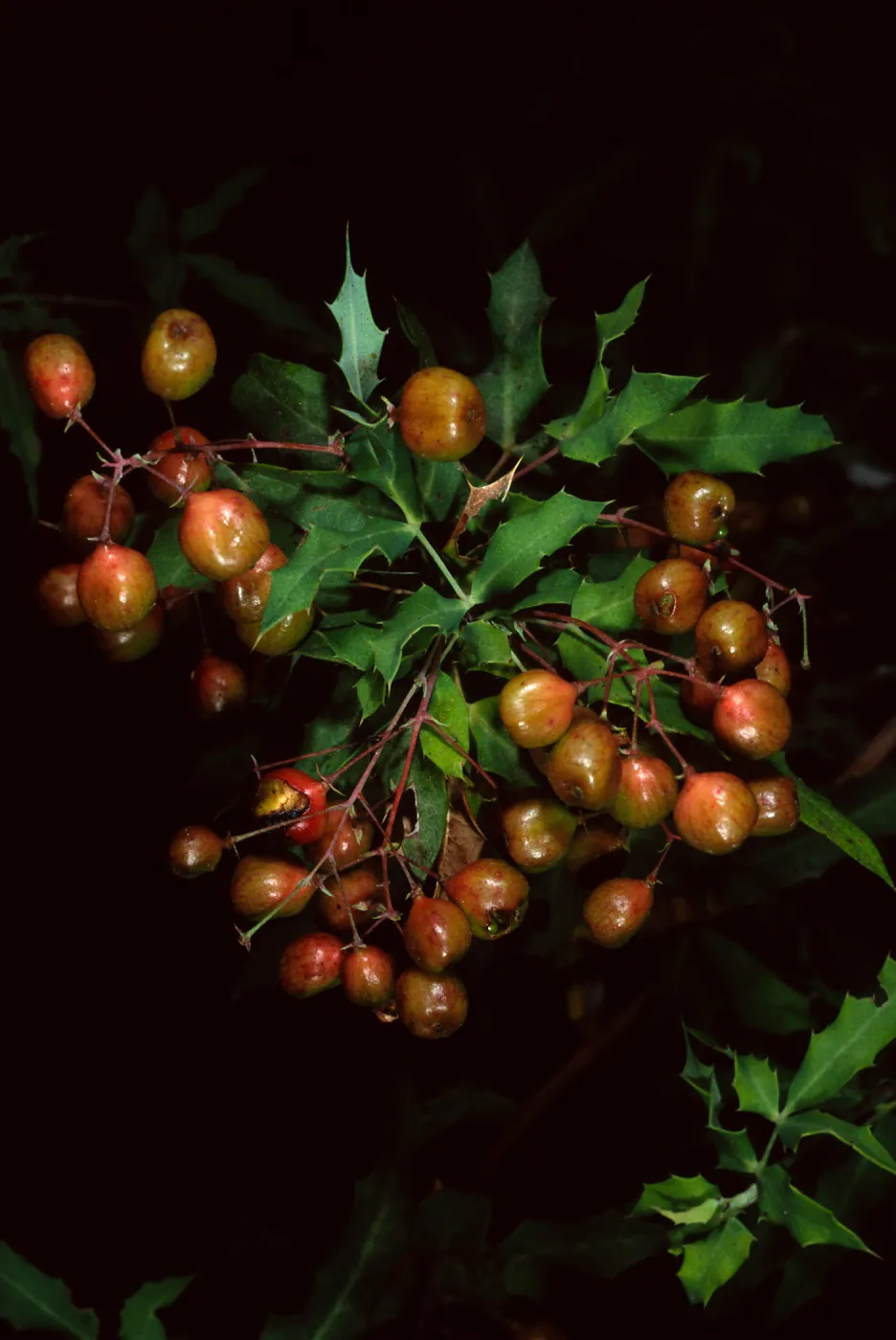 Berberis (Mahonia) nevinii, SBBG
