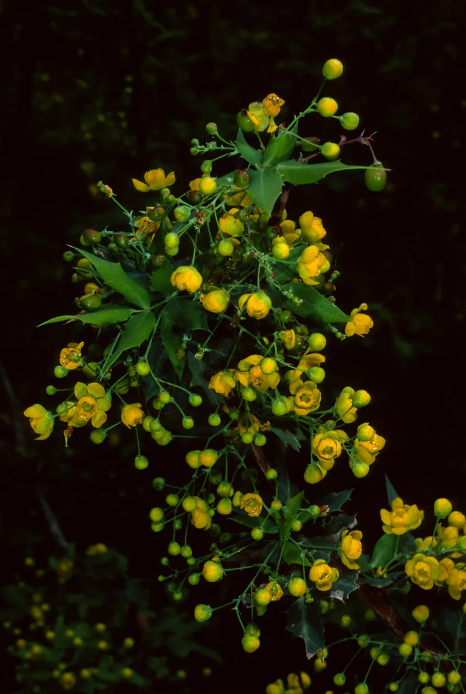Berberis nevinii, SBBG
