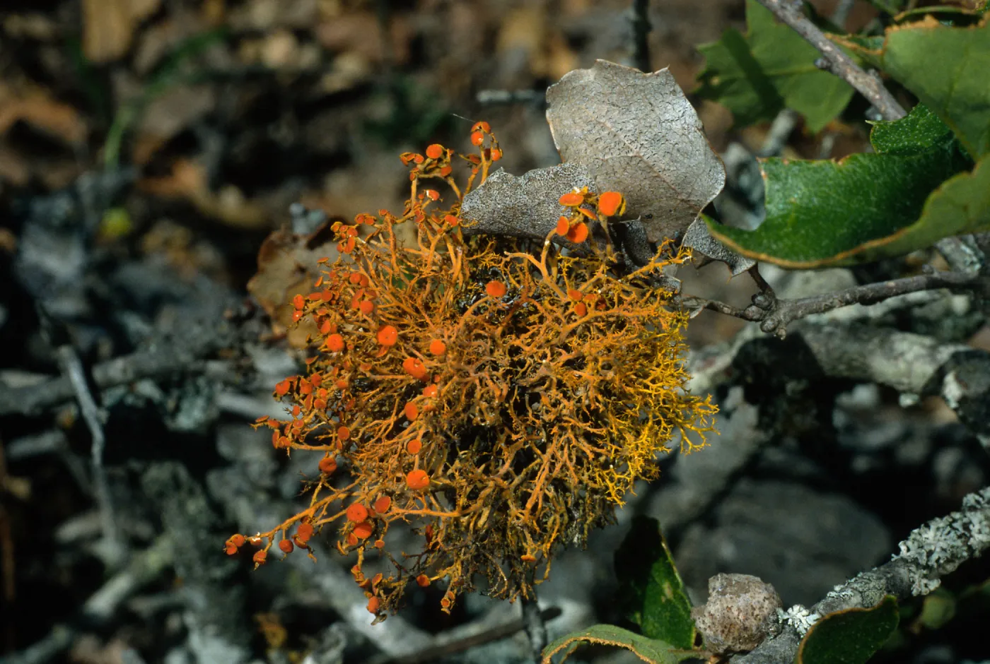 Santa Cruz Island, lichen on Quercus pacifica, 0.4 mile East of navy base