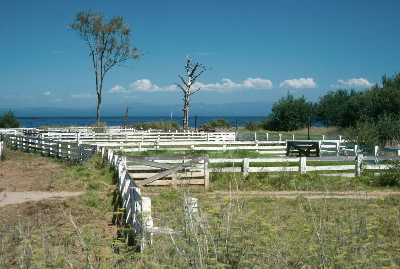 Santa Cruz Island, Prisoners Harbor, cattle pens