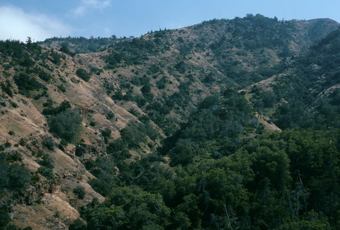 Santa Cruz Island, slopes above Pelican Bay