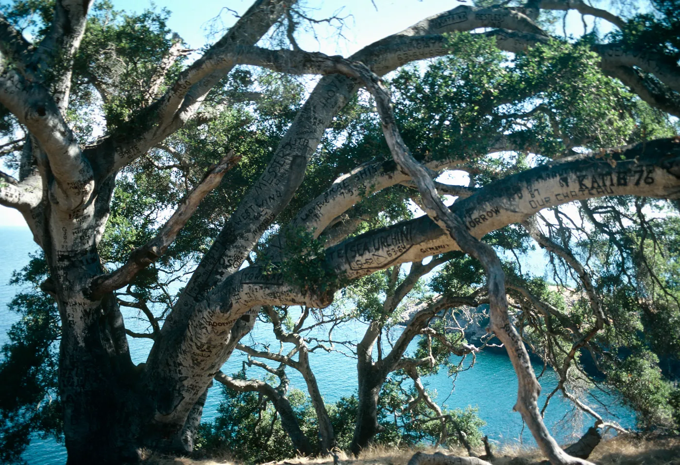 Santa Cruz Island, Autograph tree, Pelican Bay