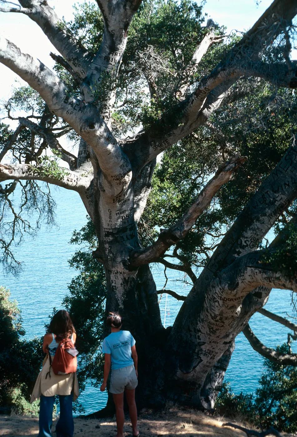 Santa Cruz Island, Autograph tree, Pelican Bay