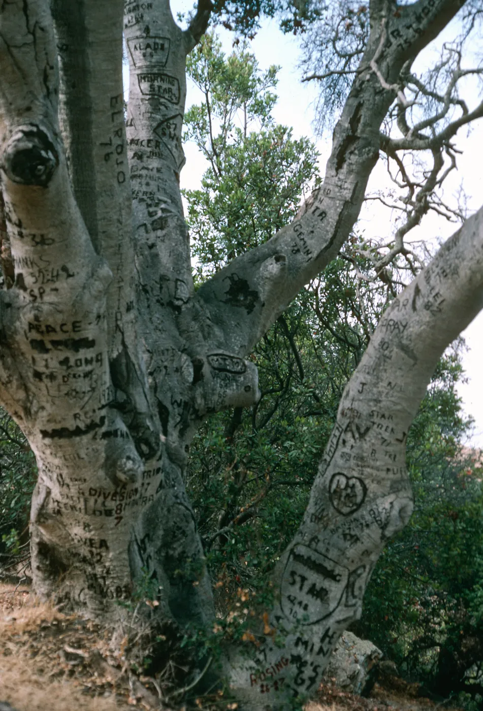 Santa Cruz Island, Autograph oak, Pelican Bay