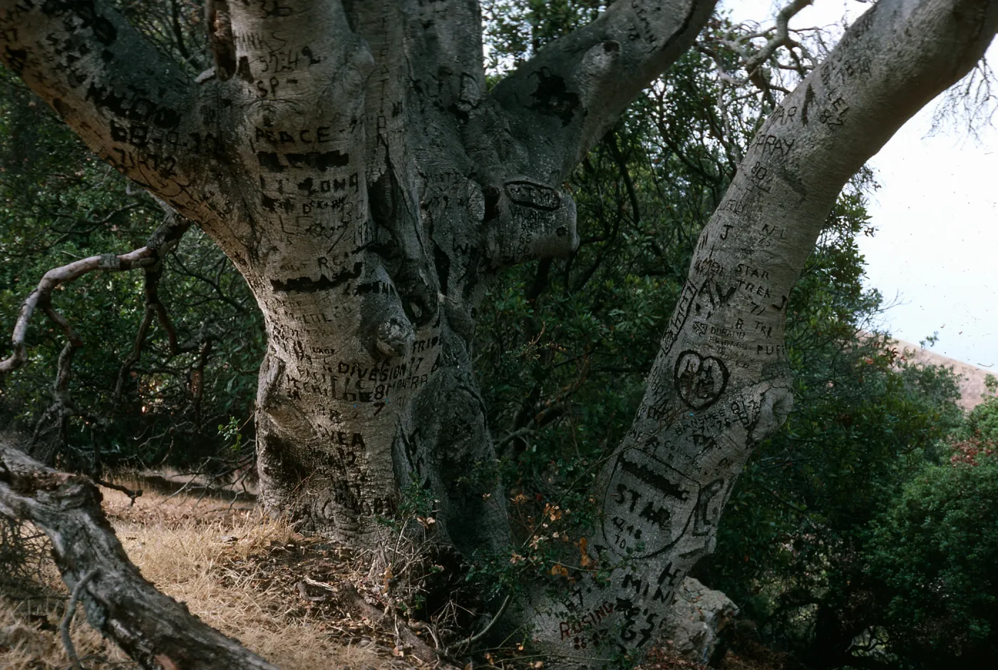 Santa Cruz Island, Autograph oak, Pelican Bay