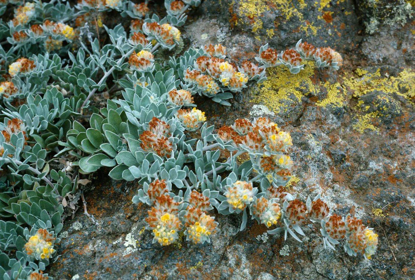 Santa Cruz Island, Lotus argophyllus nivens, trail West of Picacho Diablo