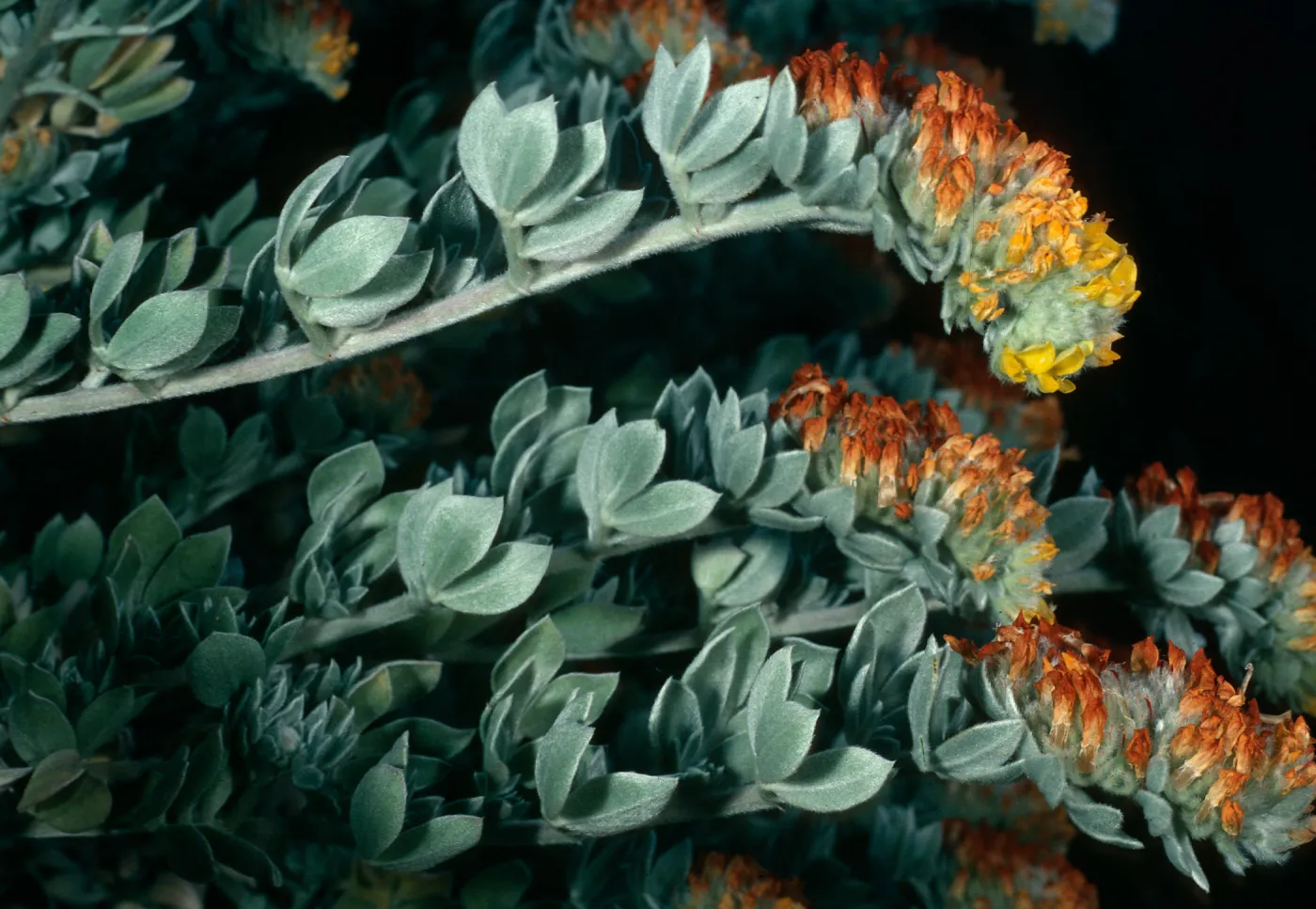 Santa Cruz Island, Lotus argophyllus nivens, canyon due north of Lyndals House