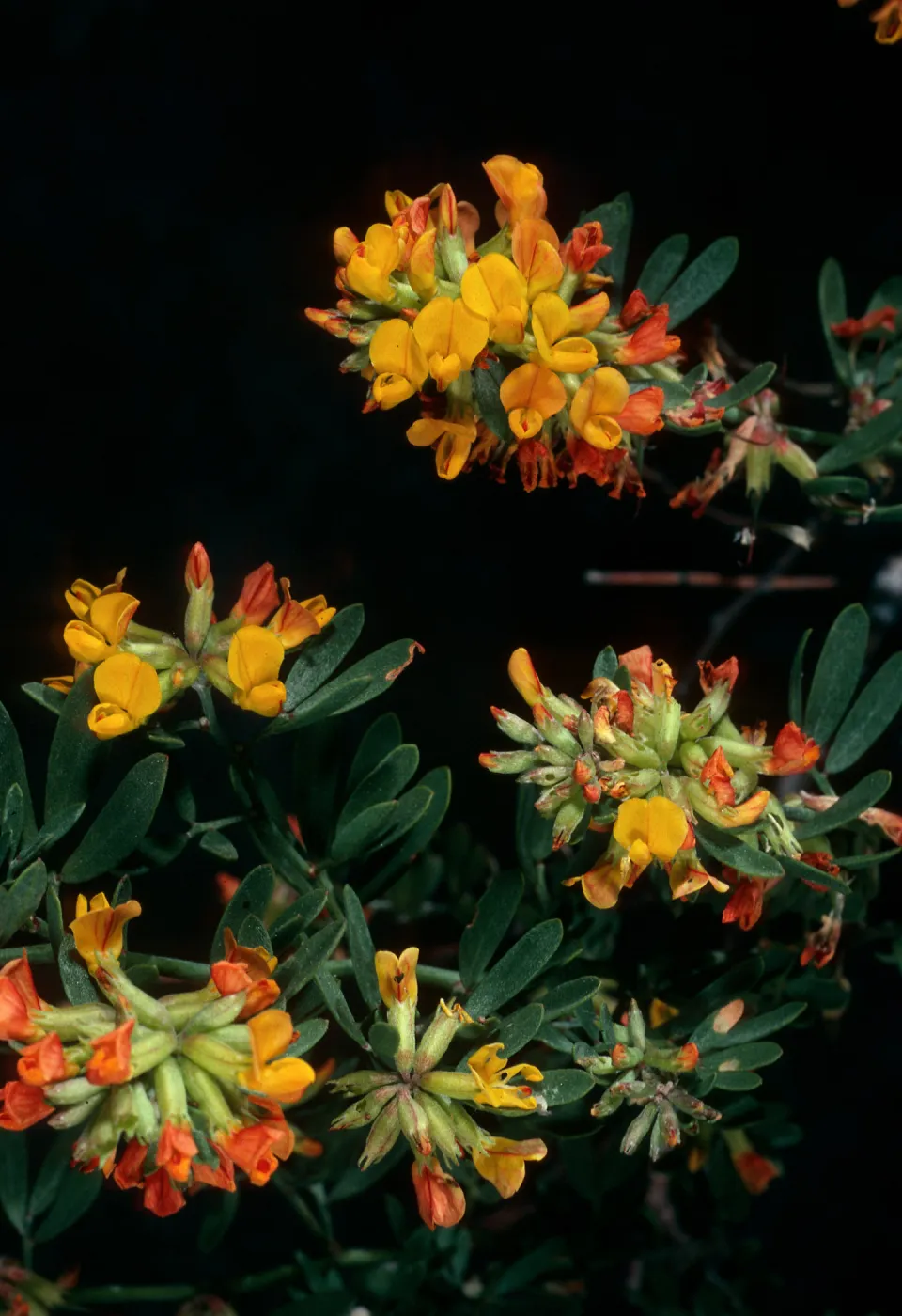 Santa Cruz Island, Lotus scoparius dendroideus, Willows Canyon
