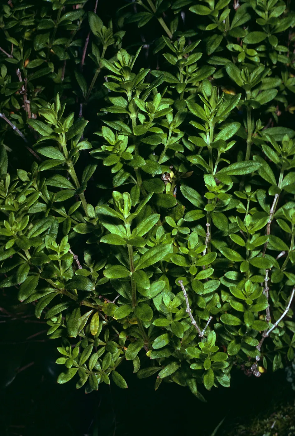 Santa Cruz Island, Galium buxifolium, sea bluffs, West of Eagle Canyon