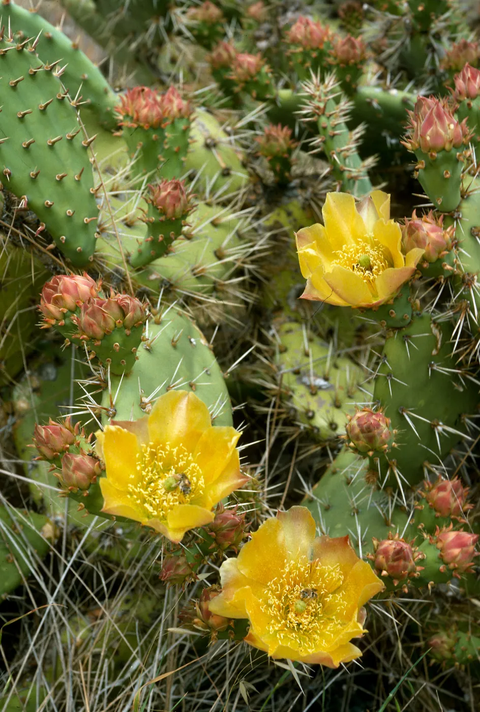 Santa Cruz Island, Opuntai littoralis x oricola, Dicks Cove