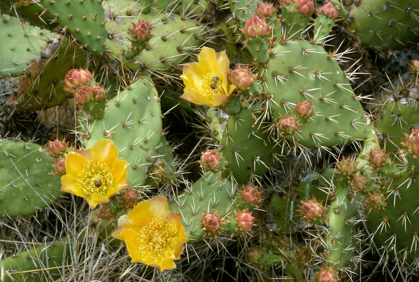 Santa Cruz Island, Opuntia littoralis x oricola, Dicks Cove