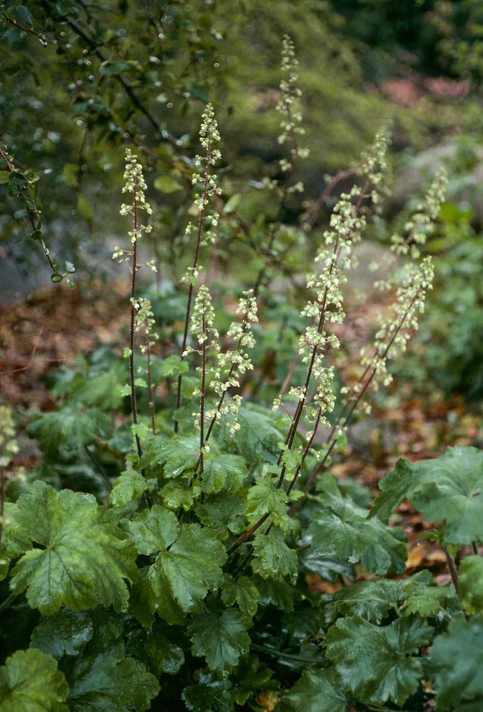 Santa Barbara Botanic Garden, Heuchera maxima, Arroyo Section