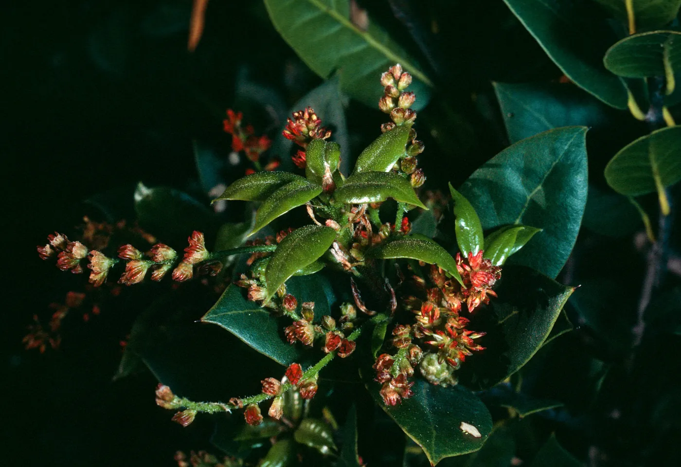 Santa Cruz Island, Quercus parvula, East of navy base