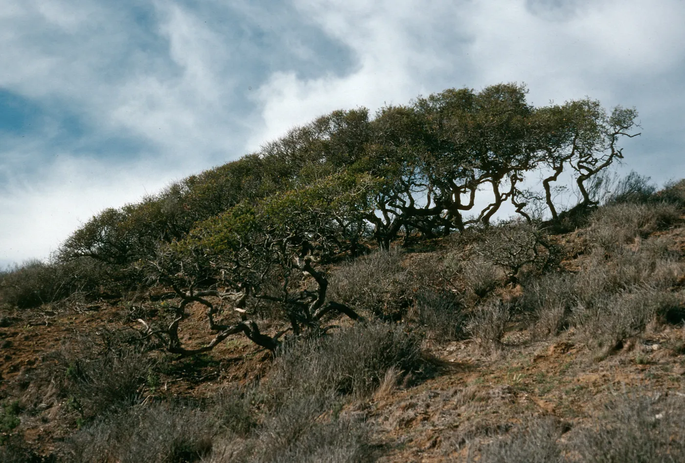 Santa Cruz Island, Quercus pacifica, canyon West of South Point ridge