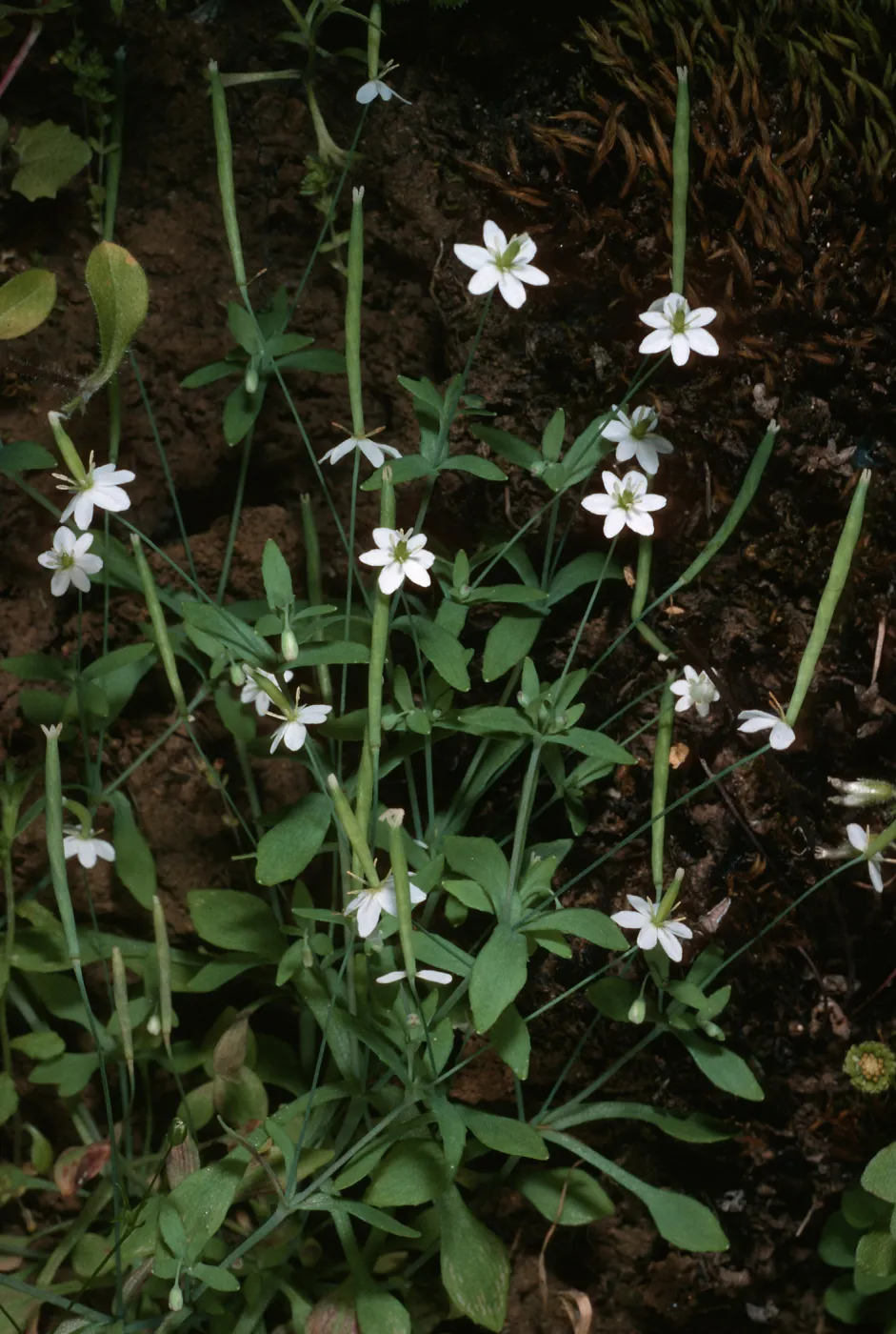 Santa Cruz Island, Meconella denticulata