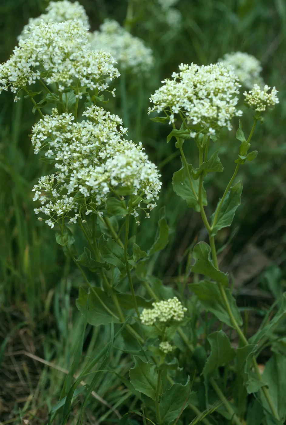 Santa Cruz Island, Cardaria draba, base of Centinela grade