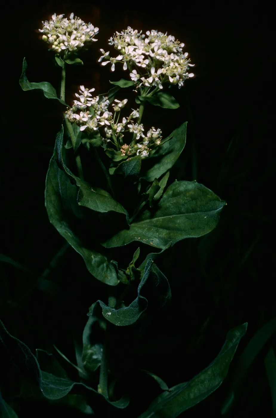 Cadaria draba, west of field station, Santa Cruz Island
