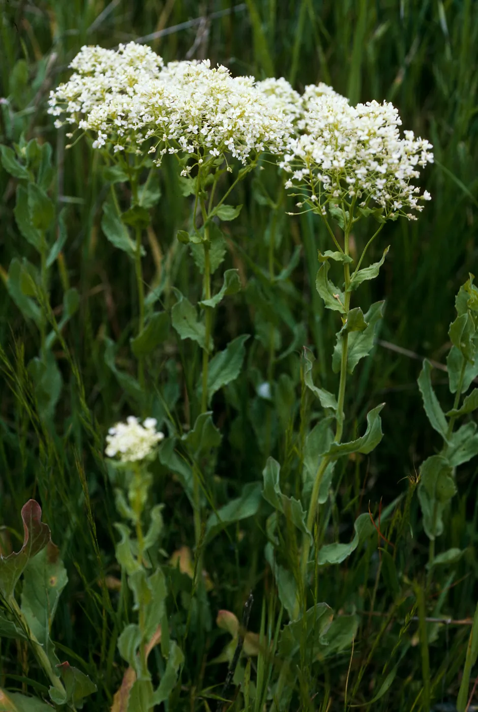Santa Cruz Island, Cardaria draba, base of Centinela grade
