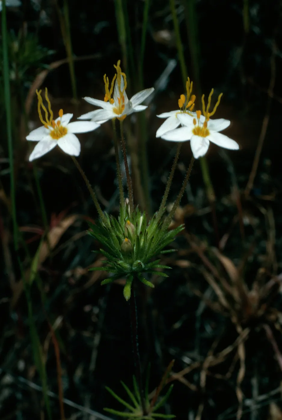 Santa Cruz Island, Linanthus androsaceus, upper Sauces Canyon, SC-2384