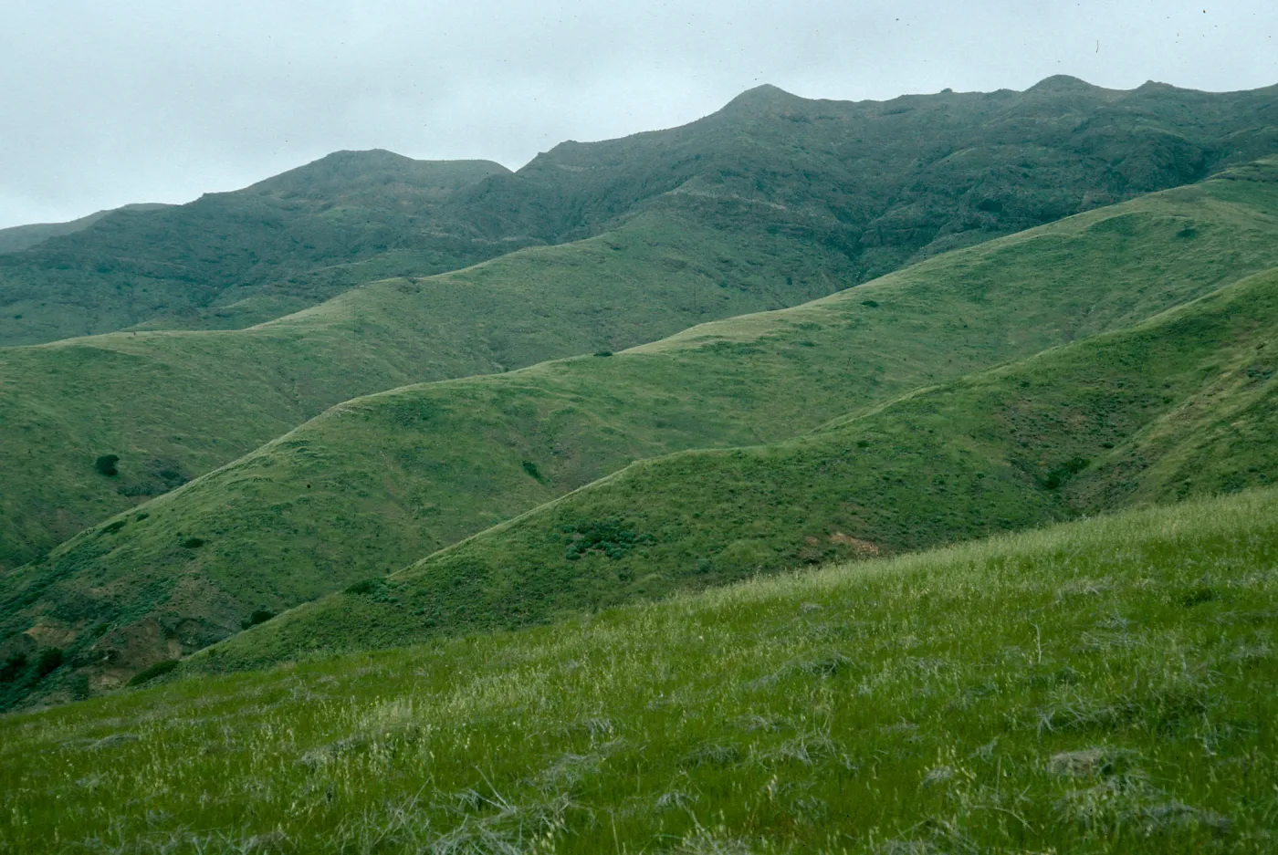 Santa Cruz Island, coastal hills, near Christy Ranch