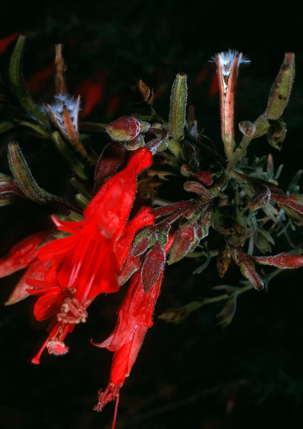 Santa Cruz Island, Zauschneria canum (=Epilobium canum), South Ridge Road, above Laguna Canyon