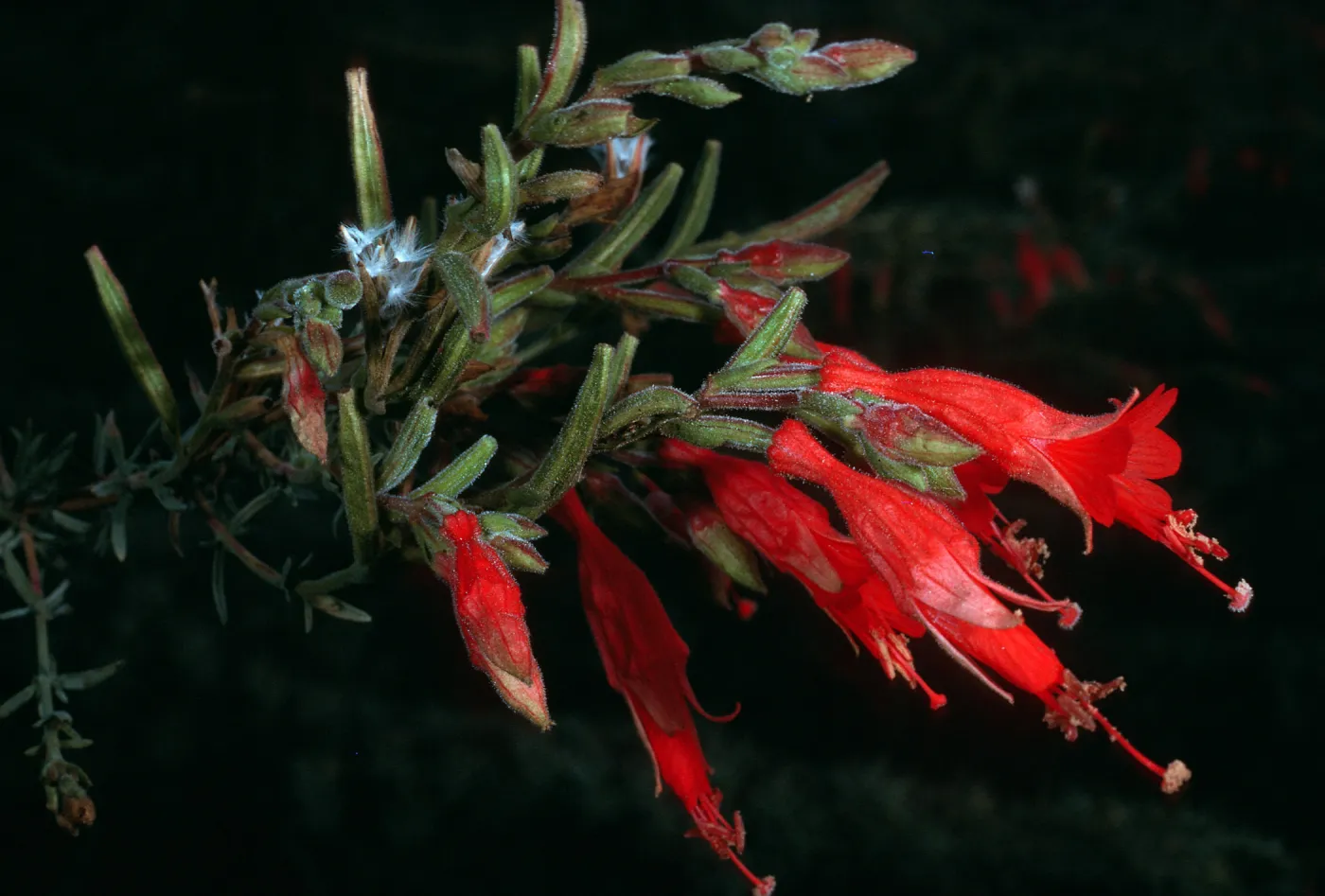 Santa Cruz Island, Zauschneria canum (=Epilobium canum), South Ridge Road, above Laguna Canyon