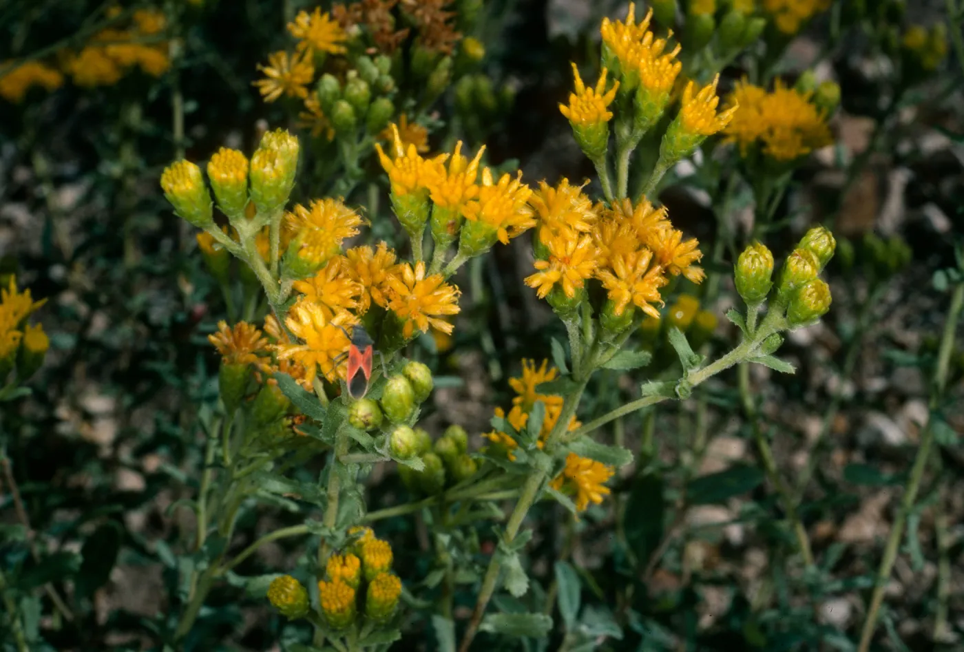 Santa Cruz Island, Haplopappus venetus