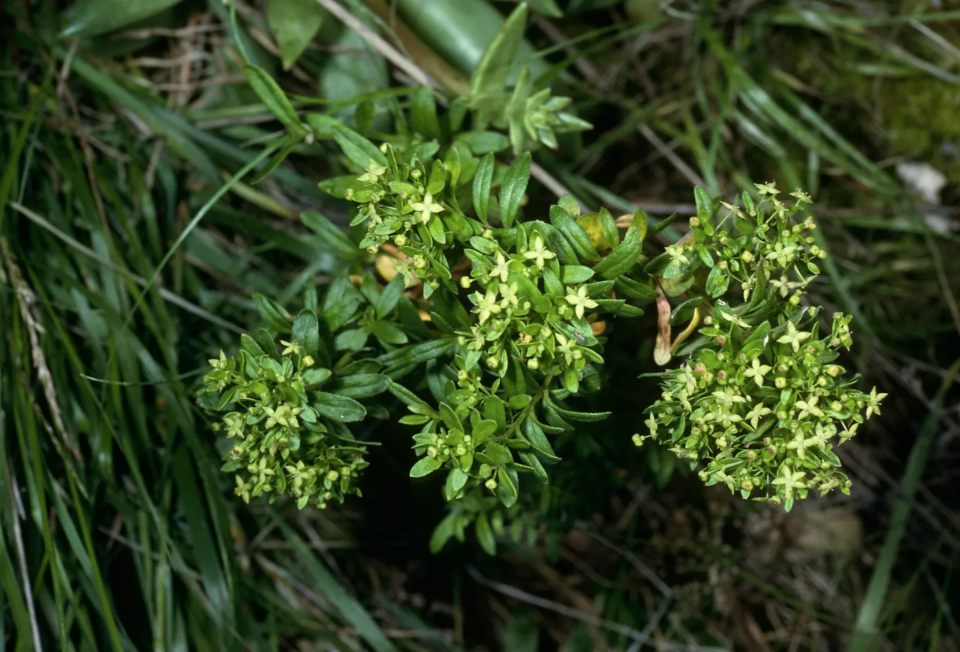 Galium buxifolium, sea bluffs, West of Eagle Canyon, Santa cruz Island