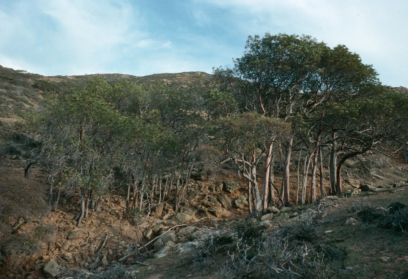 Santa Rosa Island, Lyonothamnus, canyon West of Peak 1017, West of South Point ridge
