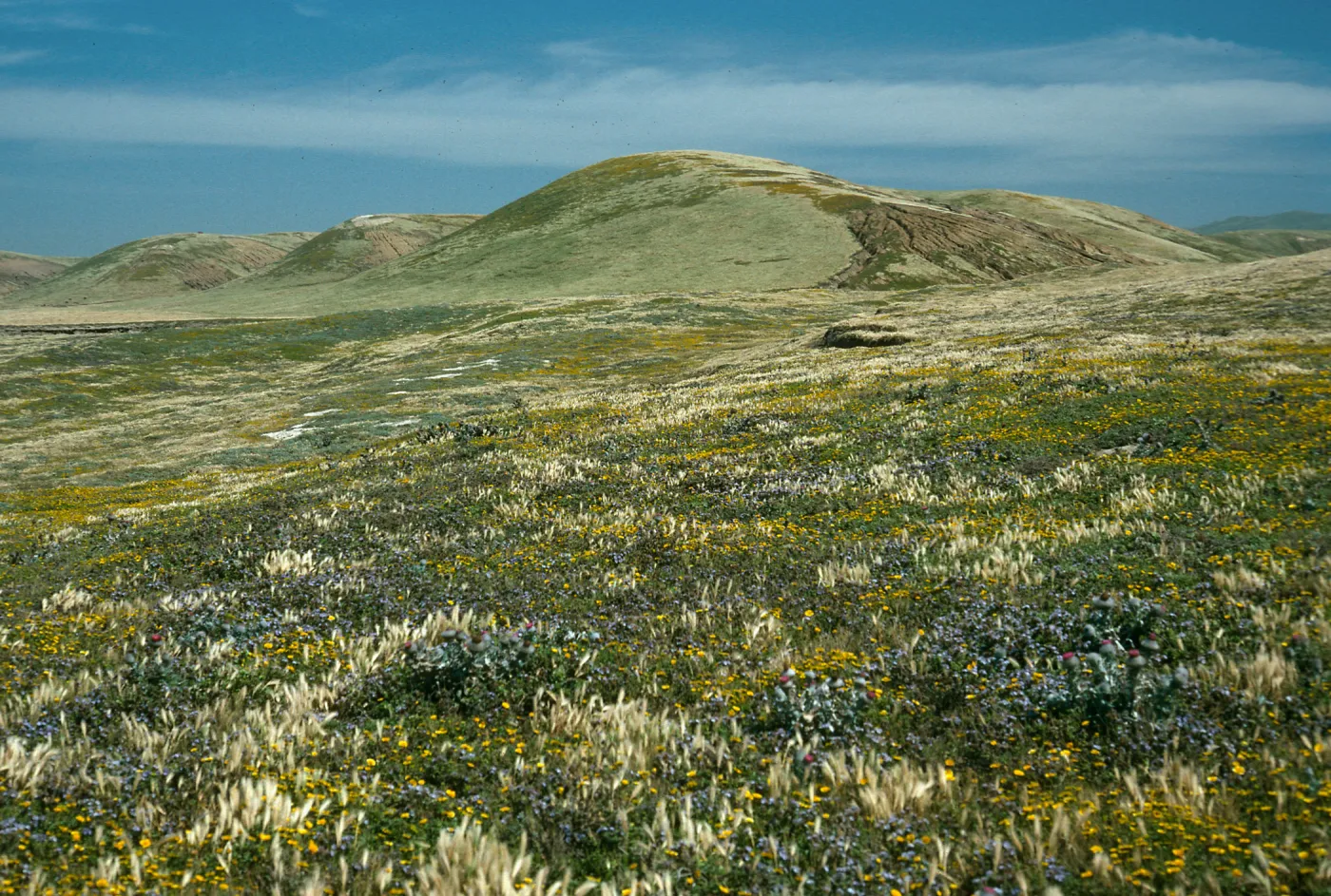 Santa Rosa Island, Phacelia, Lasthenia, Cirsium, Coastal Grassland, near Jaw Gulch