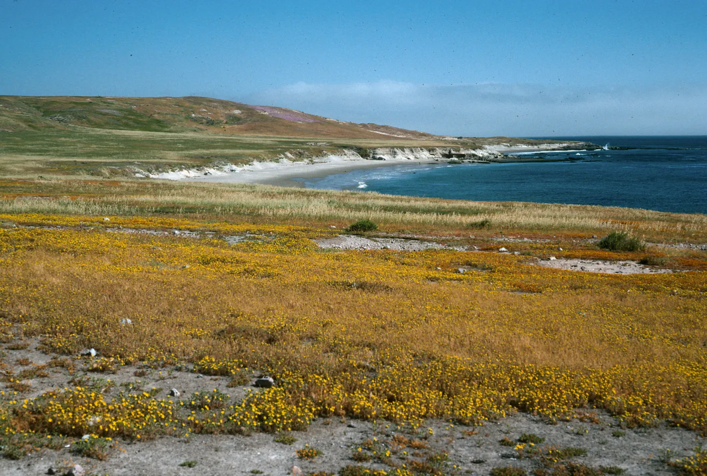 Santa Rosa Island, Hemizonia increscens, looking Northwest, East Point