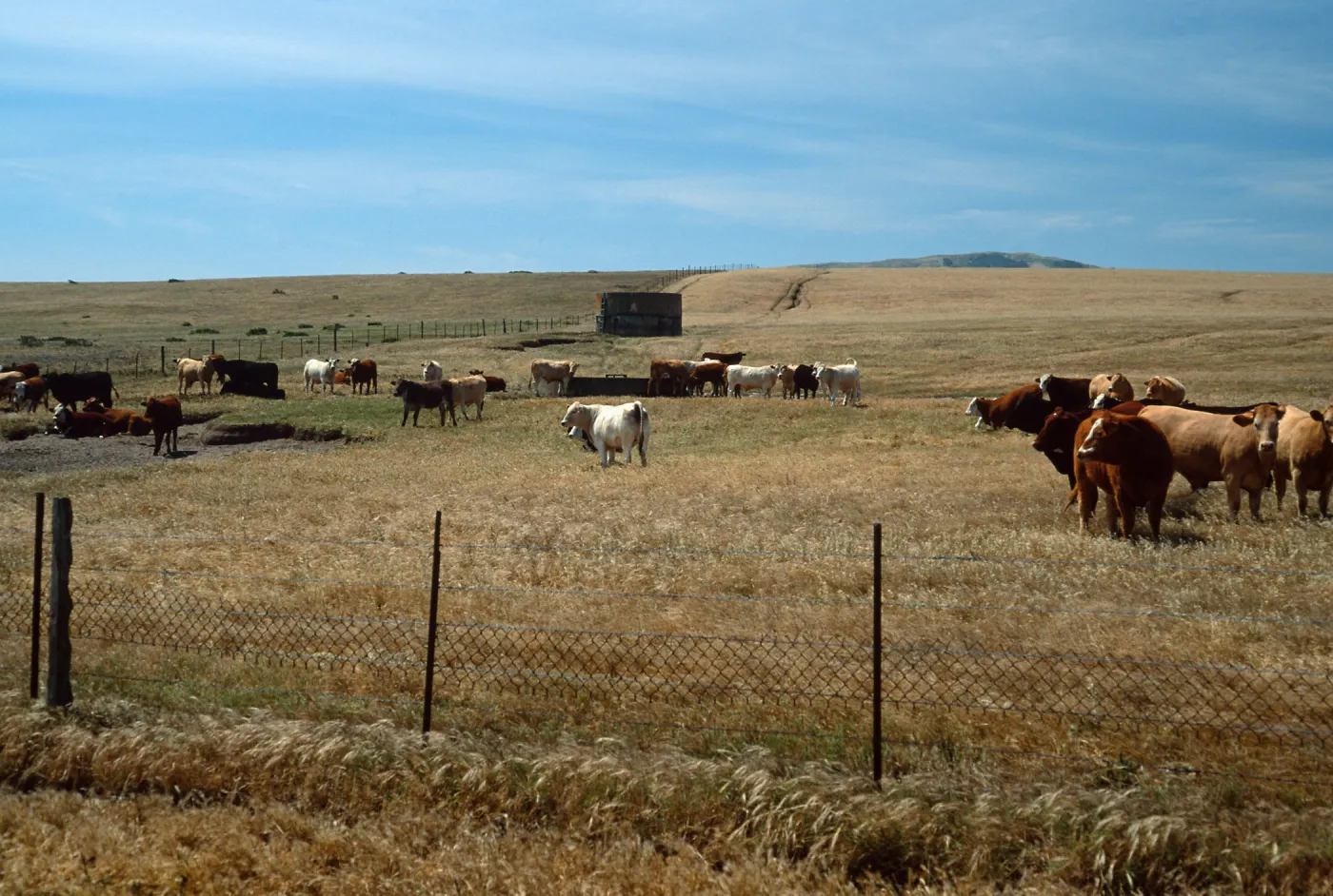 Santa Rosa Island, cattle, base of Carrington Point