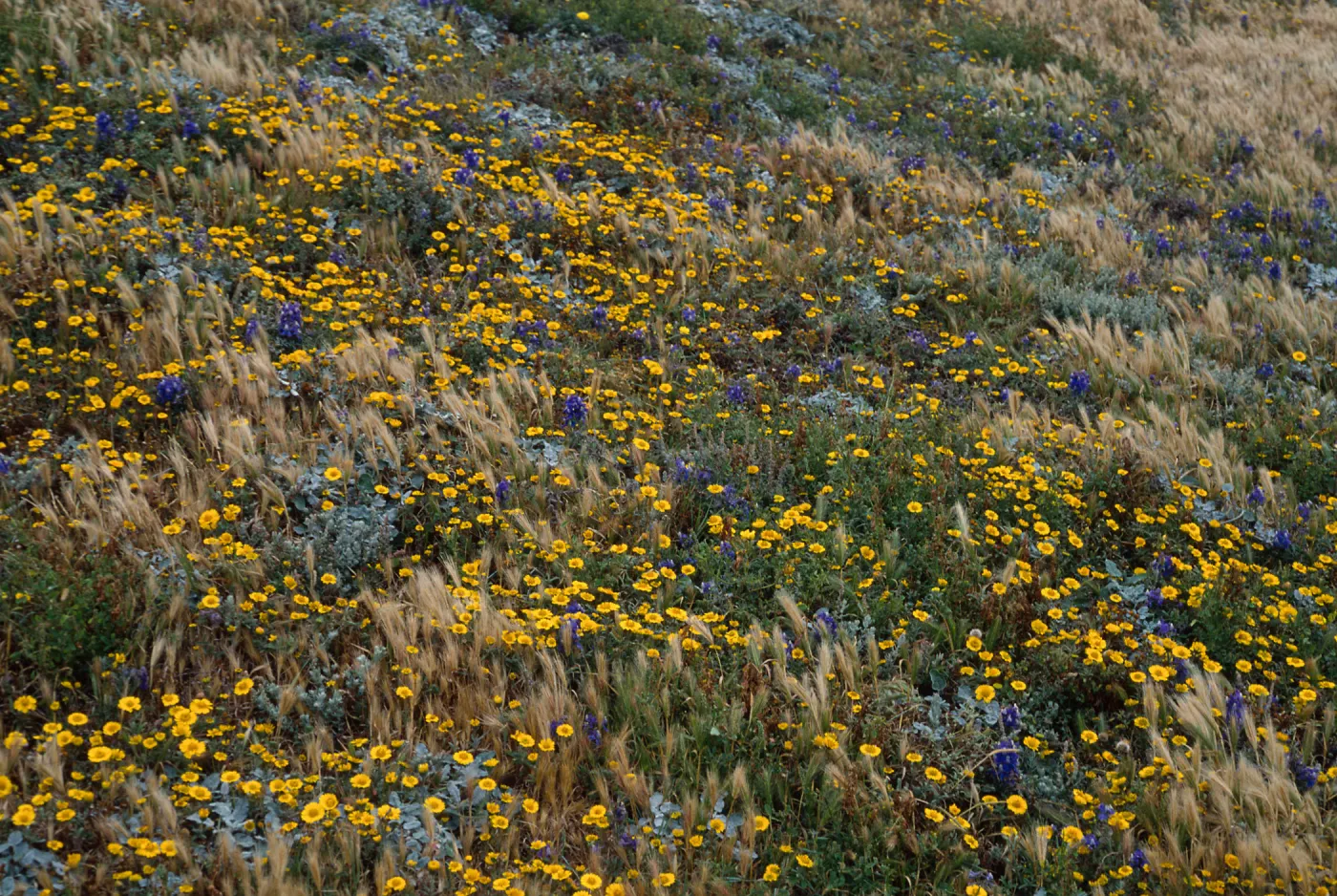 Santa Rosa Island, Layia (tidy tips), Delphinium (larkspur), Eriogonum (wild buckwheat) , Carrington Point