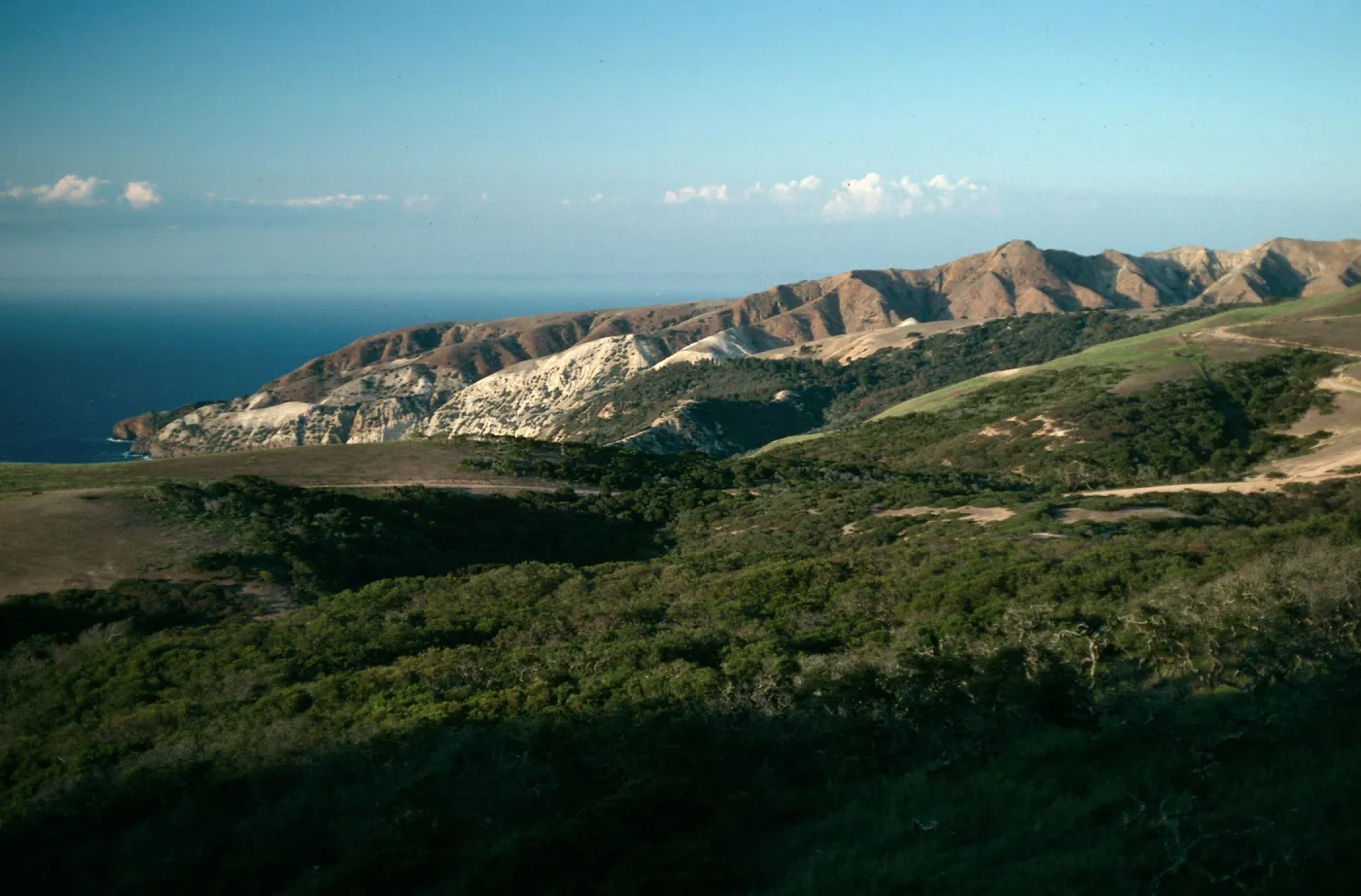 Santa Cruz Island, China Pines