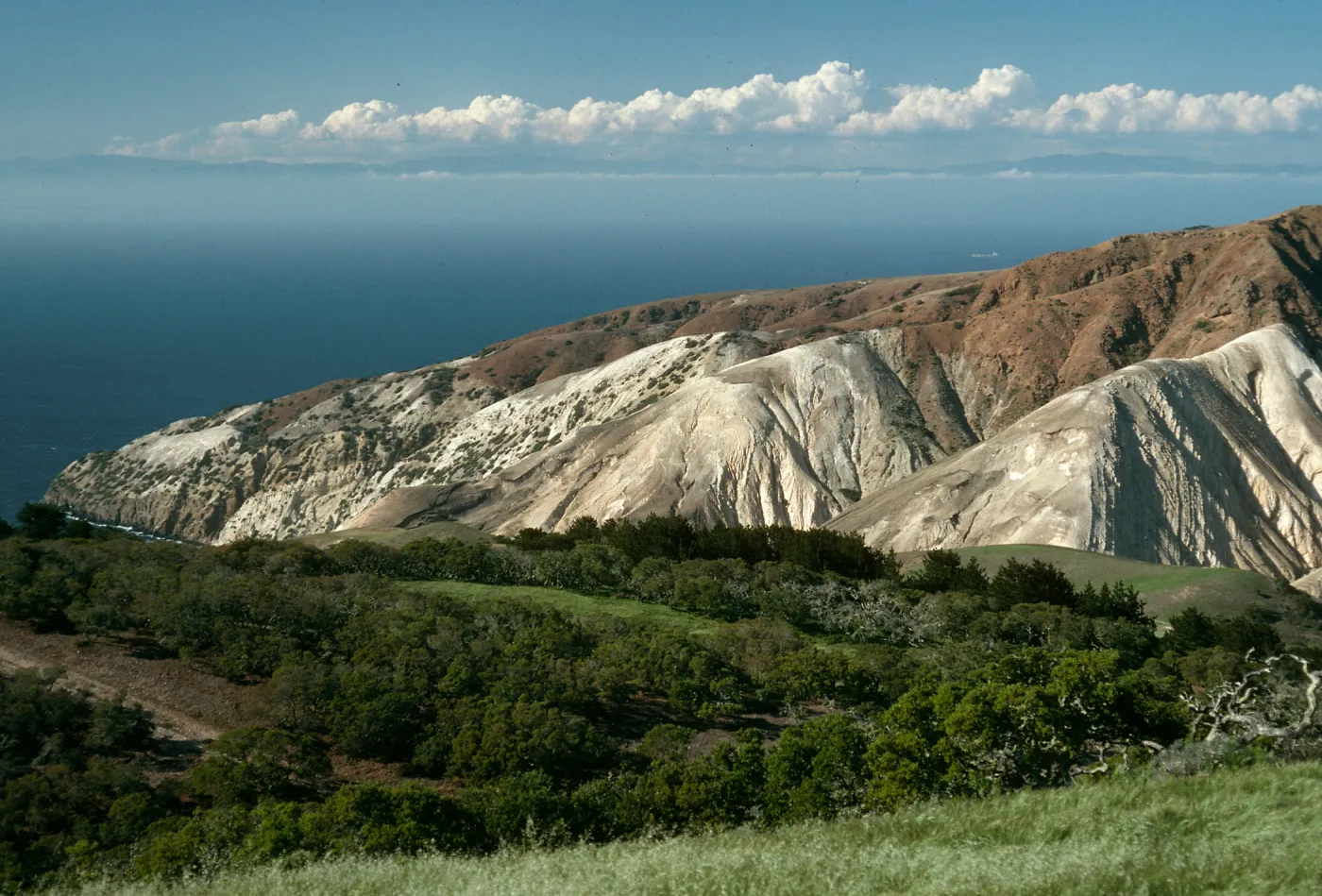 Santa Cruz Island, China Pines