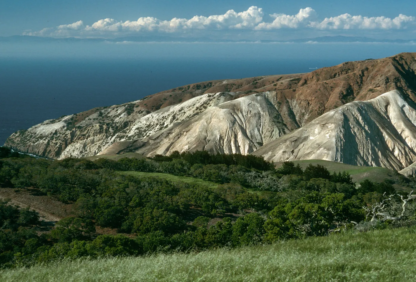 Santa Cruz Island, China Pines