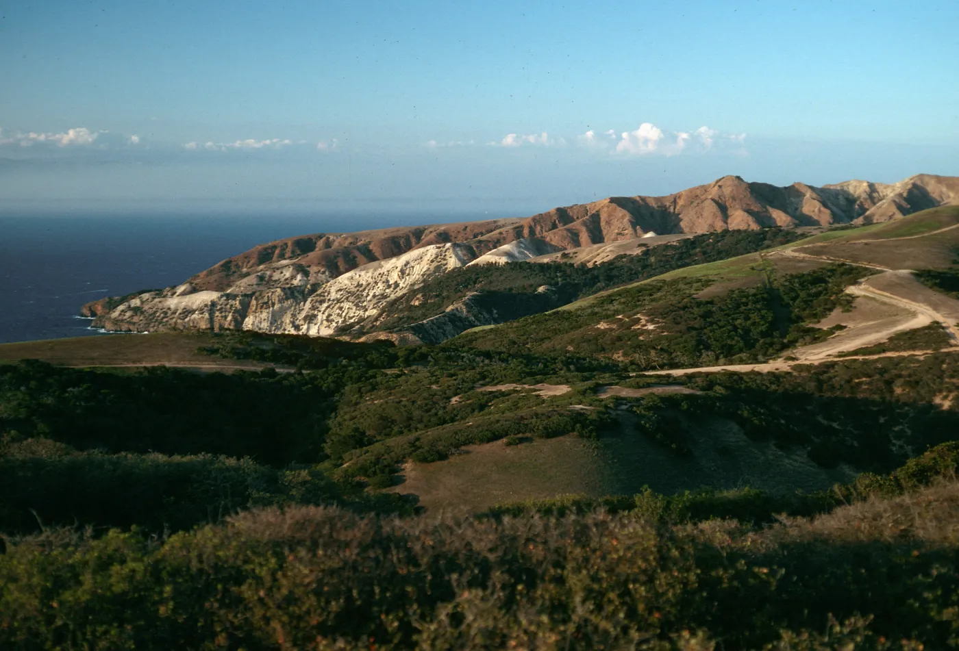 Santa Cruz Island, China Pines