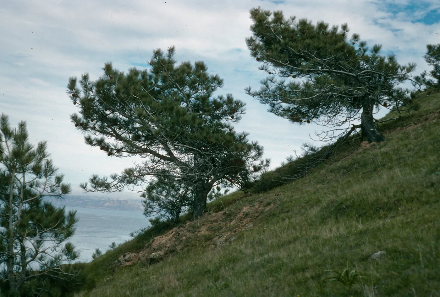 Santa Rosa Island, Torrey Pines